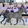 Yearling Male Bronze Champion: Ezz Alkhashab (Emerald J X Malikat Al Moluk)