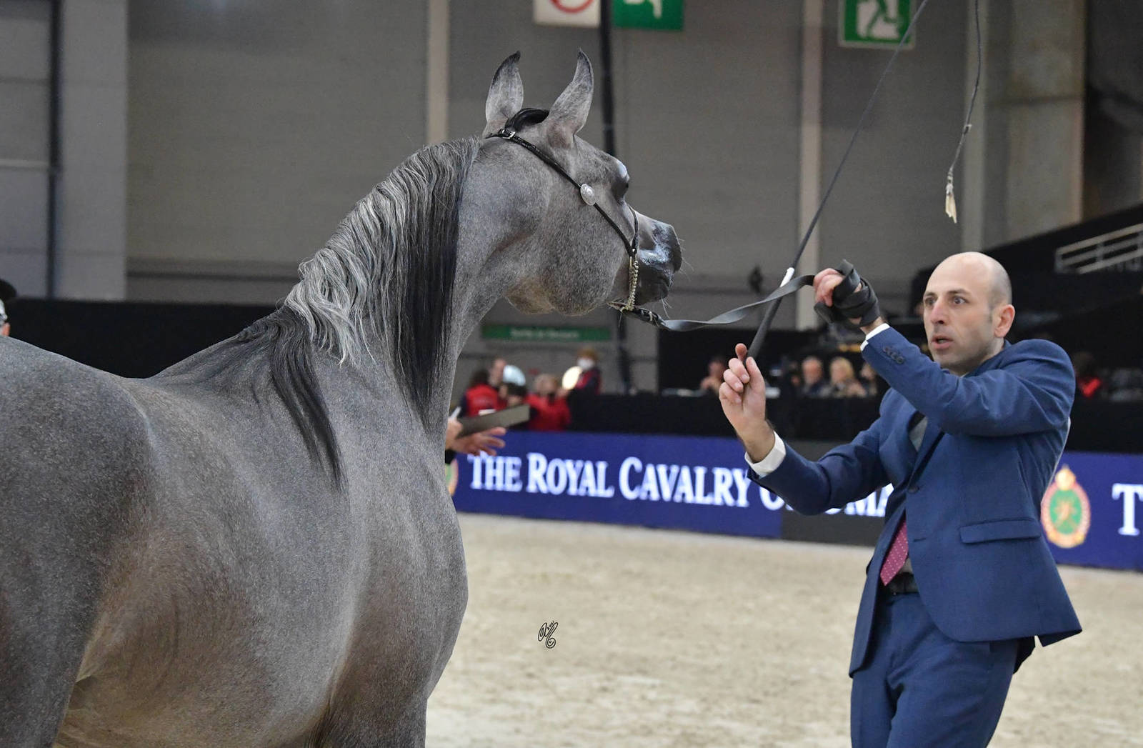 Yearling Male Bronze Champion: Ezz Alkhashab (Emerald J X Malikat Al Moluk)