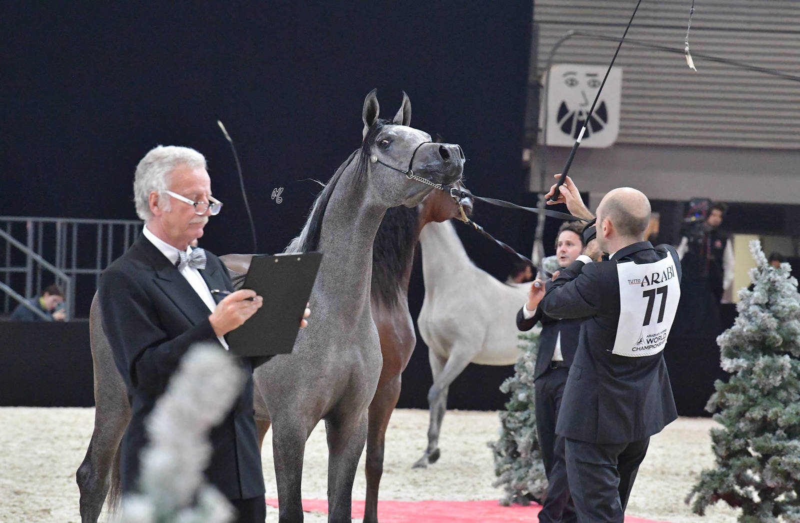 Yearling Male Bronze Champion: Ezz Alkhashab (Emerald J X Malikat Al Moluk)