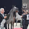 Yearling Male Bronze Champion: Ezz Alkhashab (Emerald J X Malikat Al Moluk)