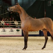 ¸Layan Al Khalediah  1  39.jpg