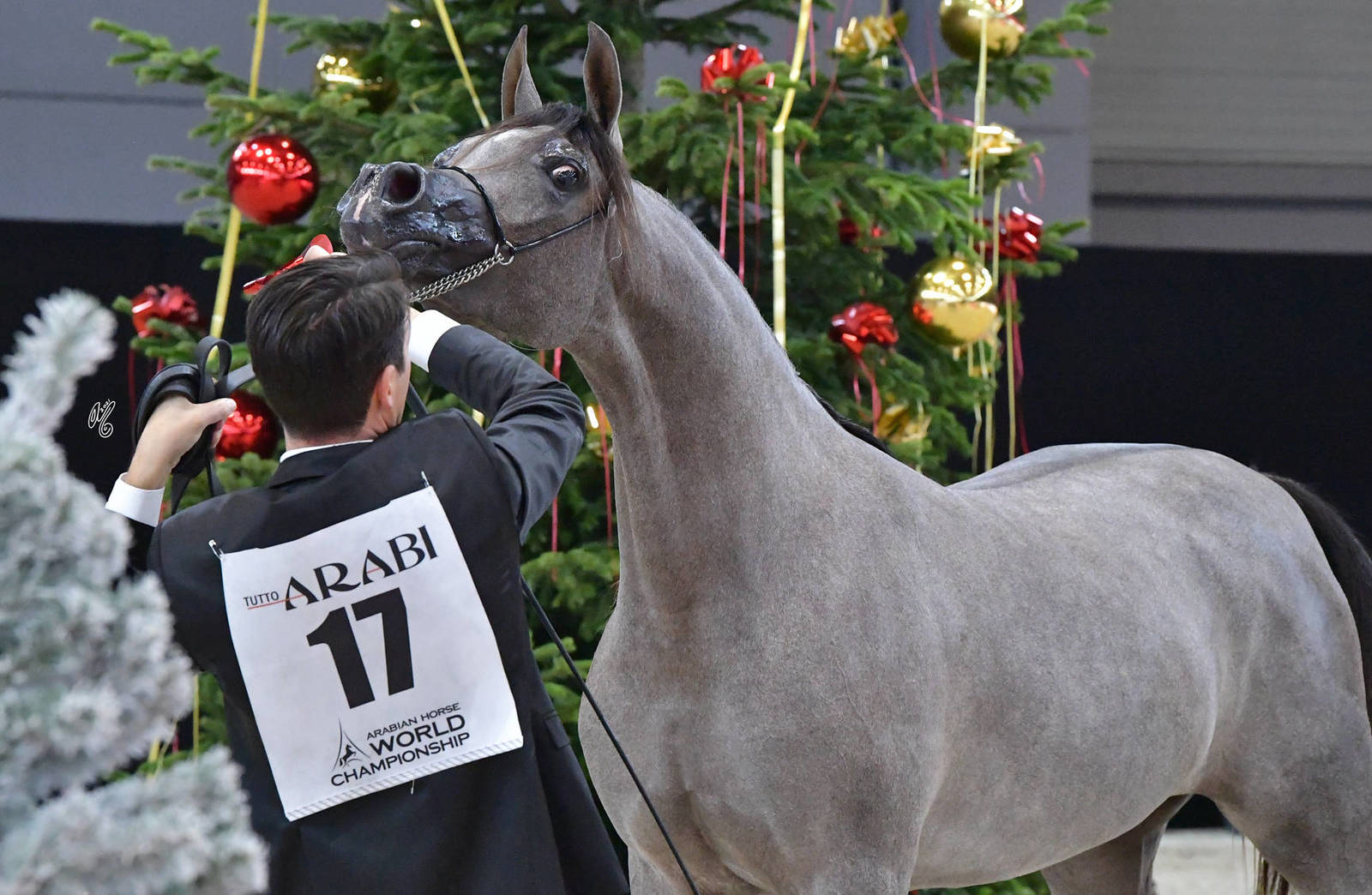 Yearling Female Gold Champion: D Beisan (D Seraj X RAH Rosalia)