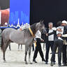 Yearling Female Gold Champion: D Beisan (D Seraj X RAH Rosalia)