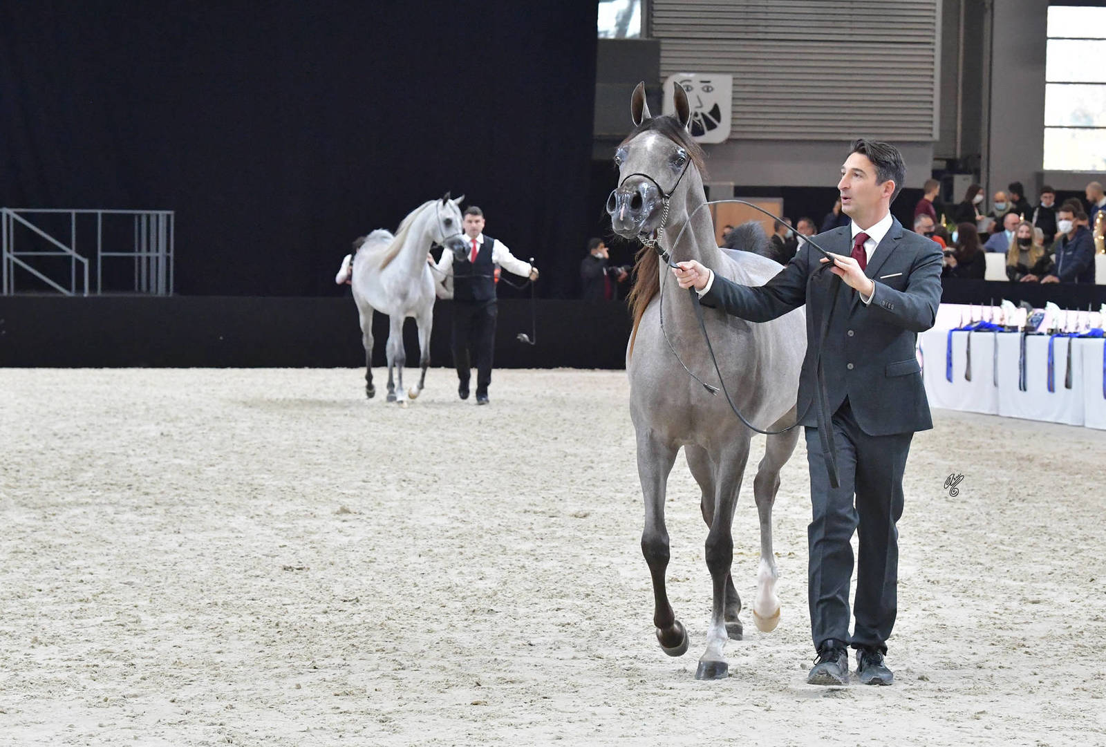 Yearling Female Gold Champion: D Beisan (D Seraj X RAH Rosalia)