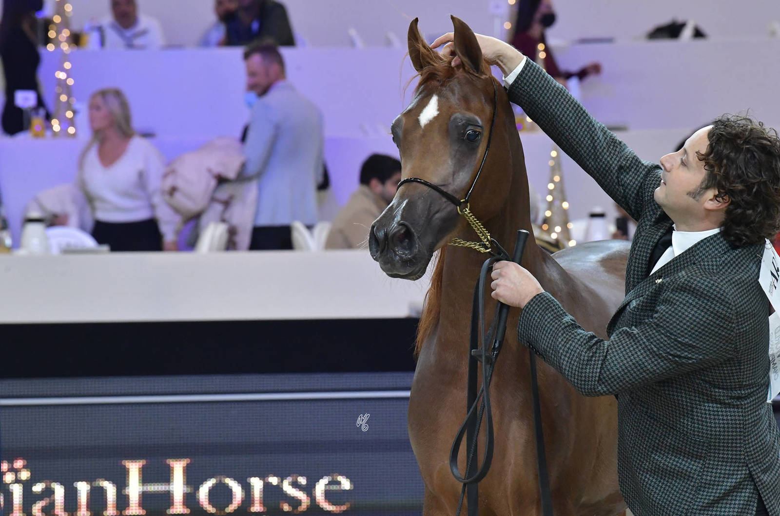 Yearling Female Silver Champion: Perfecta Al Jassimya (Picasso Di Mar X Jazanah Al Jassimya)