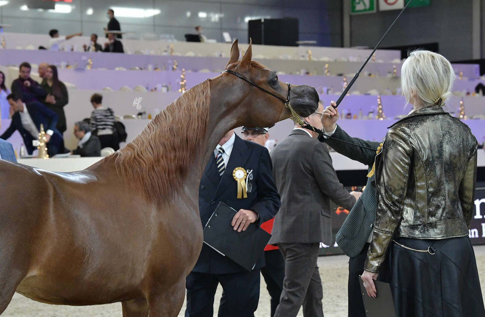 Yearling Female Silver Champion: Perfecta Al Jassimya (Picasso Di Mar X Jazanah Al Jassimya)