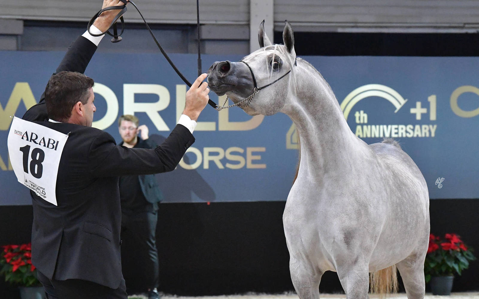 Yearling Filly Bronze Champion: AJ Kayya (AJ Kafu X AJA Caprice)