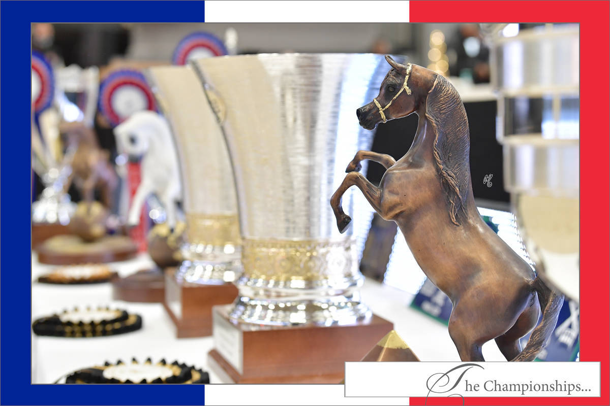 LISA ABRAHAM The 2021 Arabian Horse World Championship ~ Paris!  PHOTO GALLERY