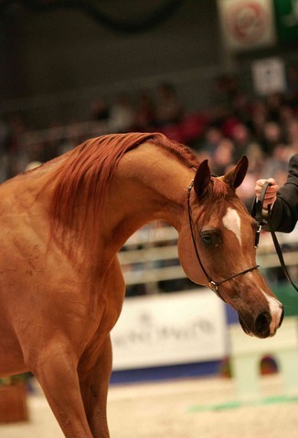 ¸Kwestura 1  167.jpg