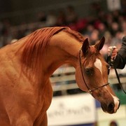 ¸Kwestura 1  167.jpg