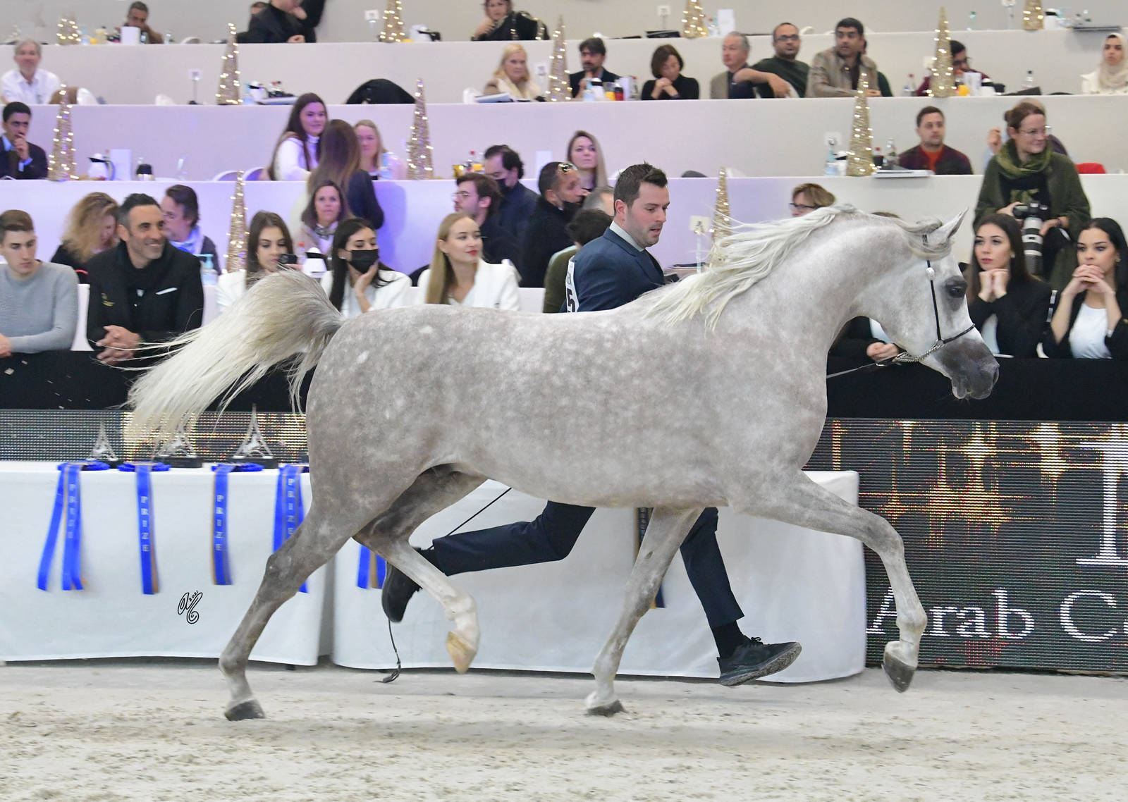 Junior Male: Pegaze J