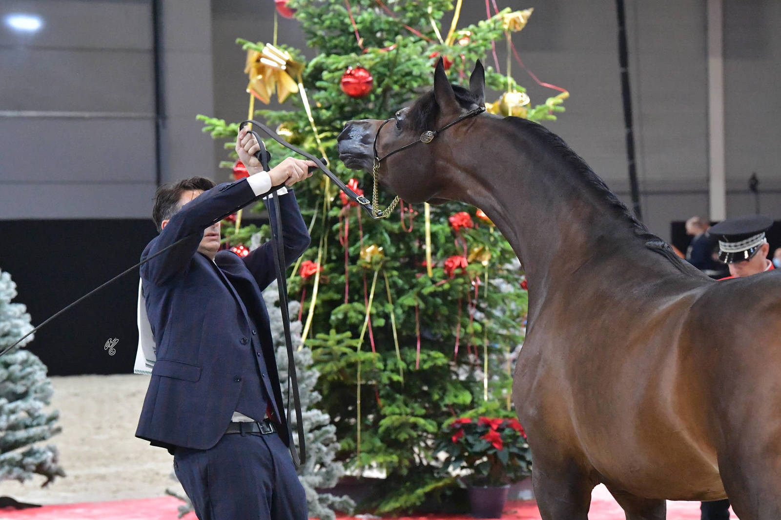 Yearling Male: D Rasel