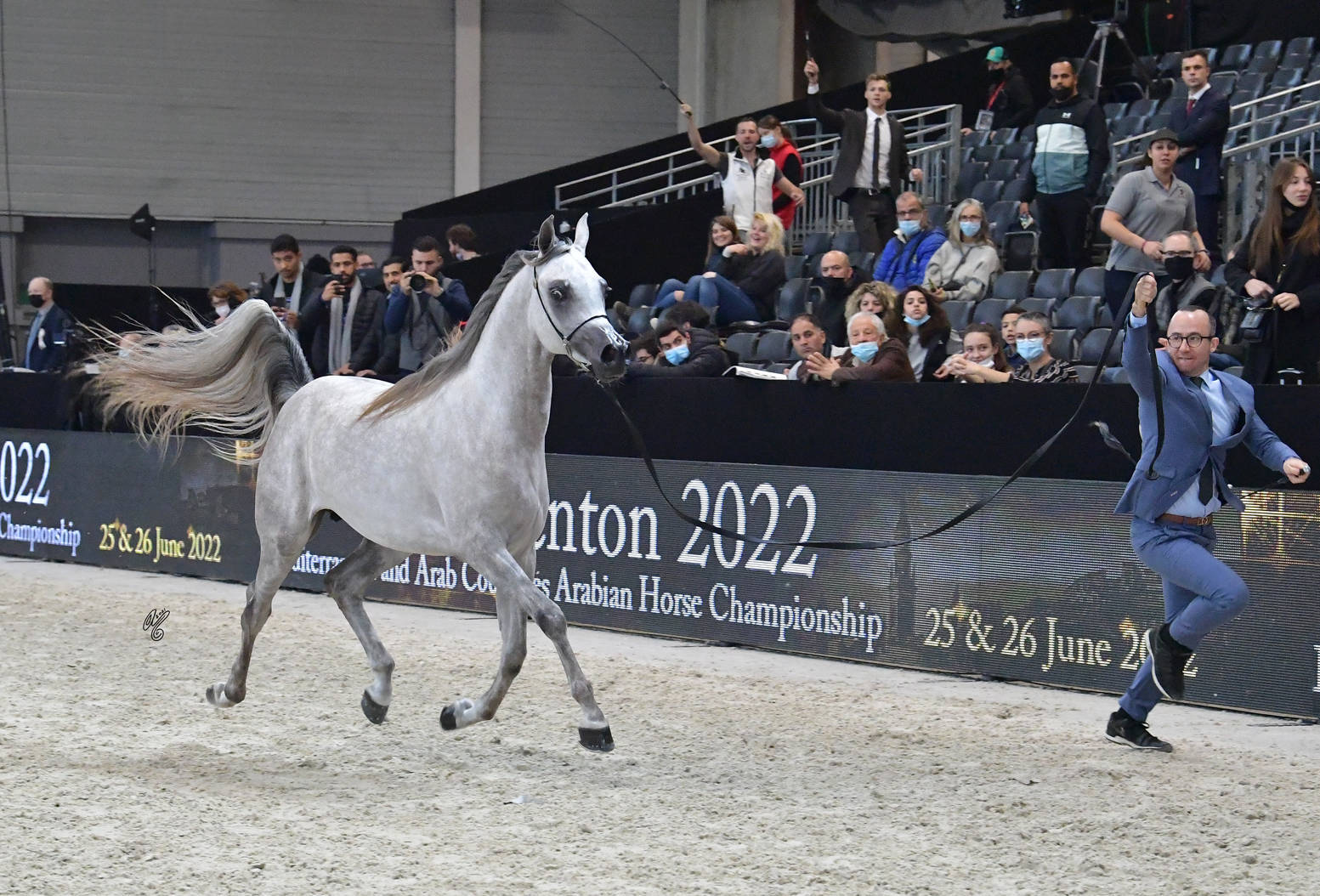 Yearling Male: Al Duhail Al Shaqab