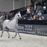 Yearling Male: Al Duhail Al Shaqab