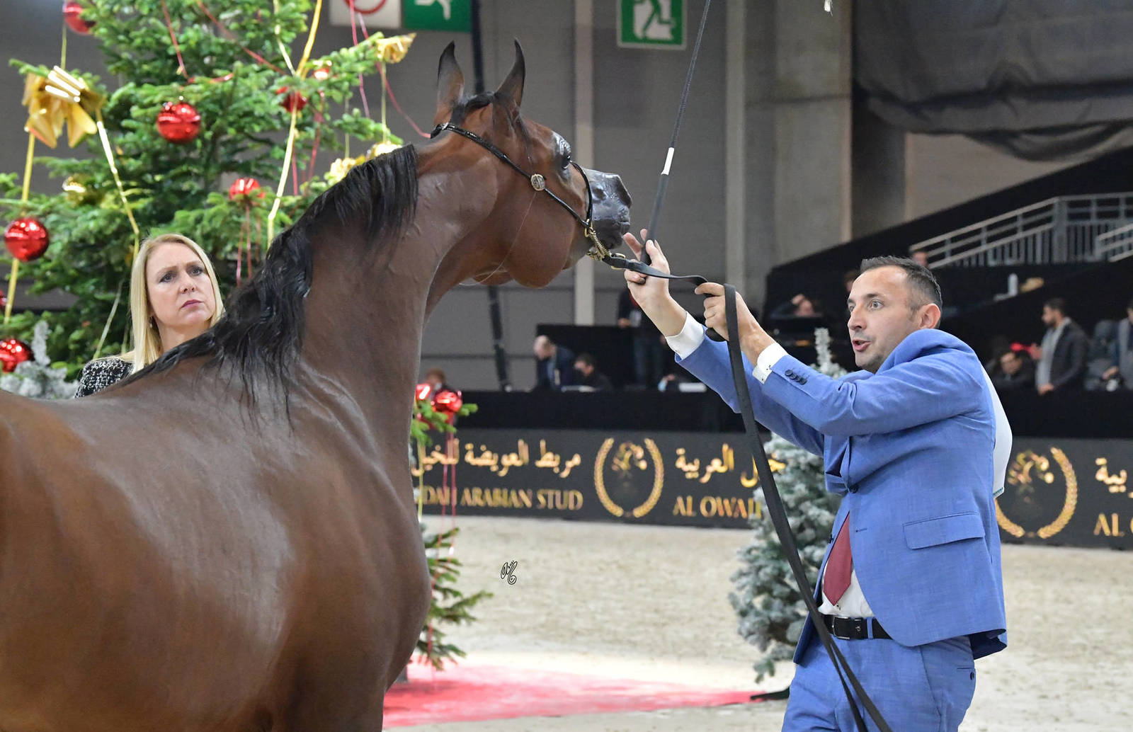 Yearling Male: D Wannas