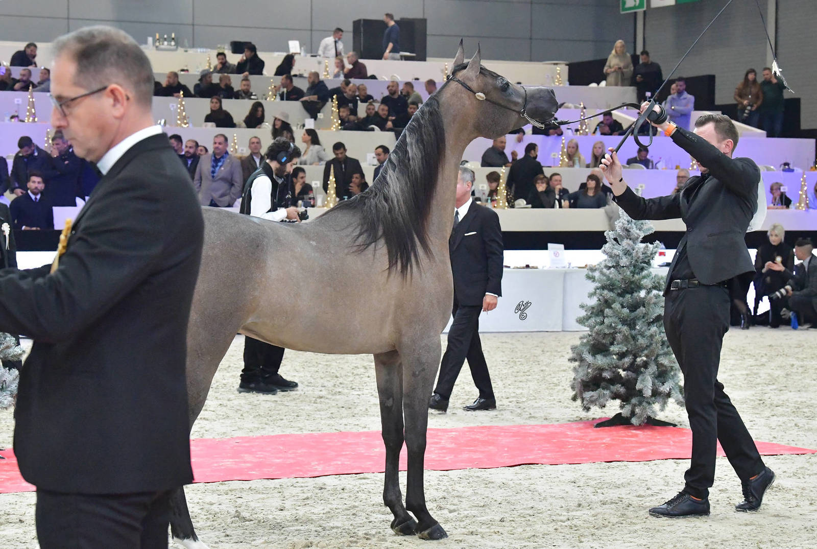 LISA ABRAHAM The 2021 Arabian Horse World Championship ~ Paris!  PHOTO GALLERY