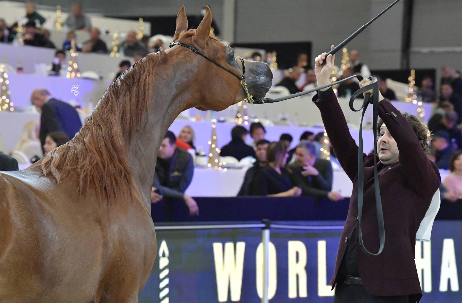 Yearling Male:  Maayer Al Jassim