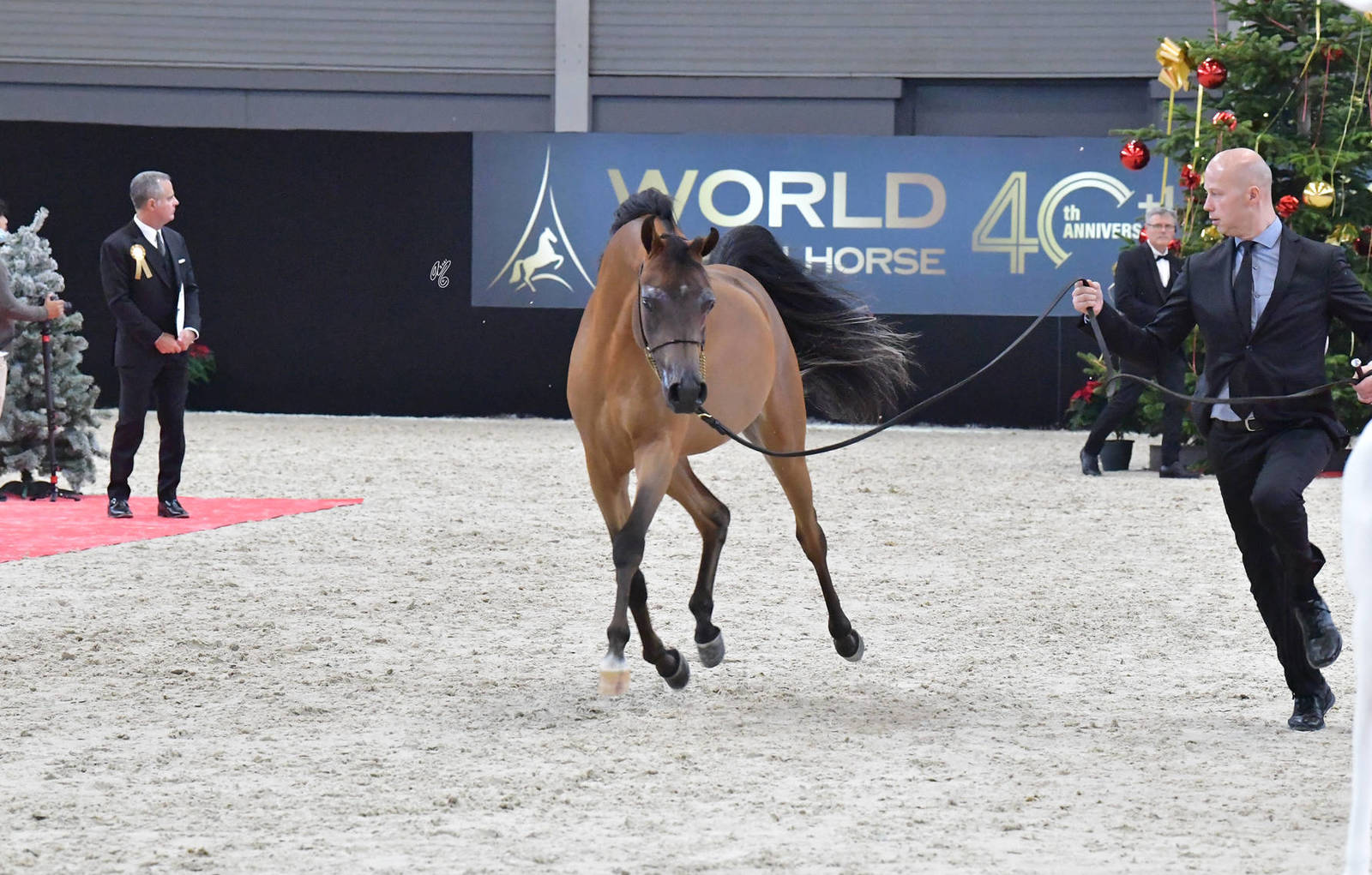 Yearling Male: Nahil Al Khalediah