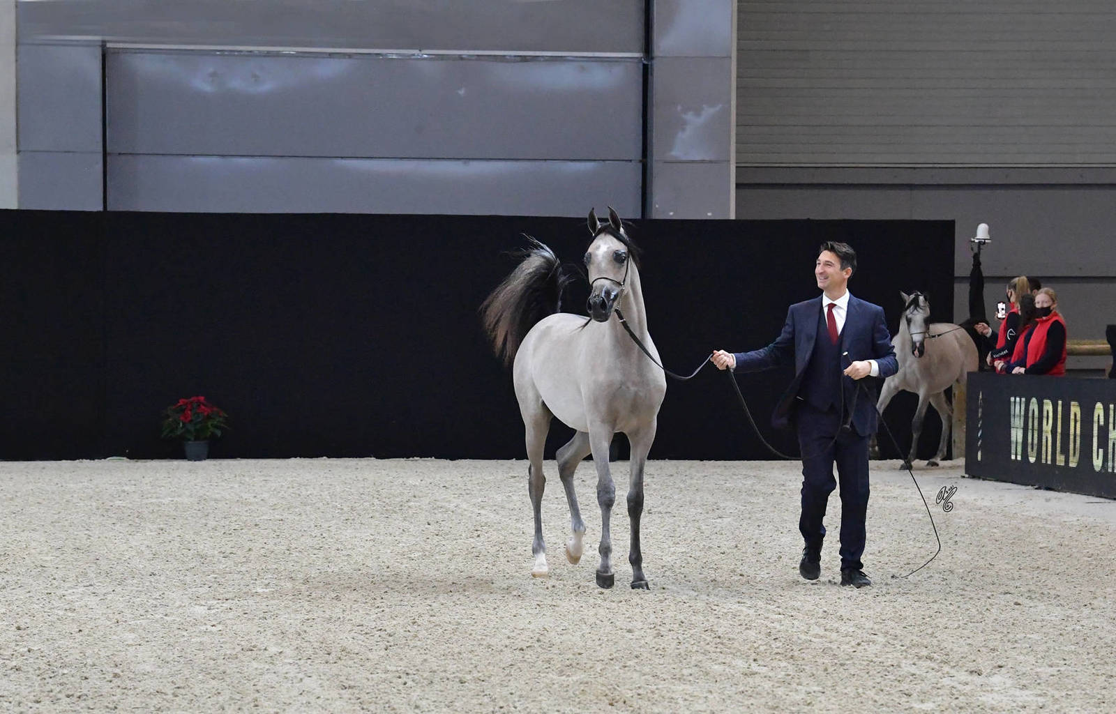 Yearling Male: D Shahhar