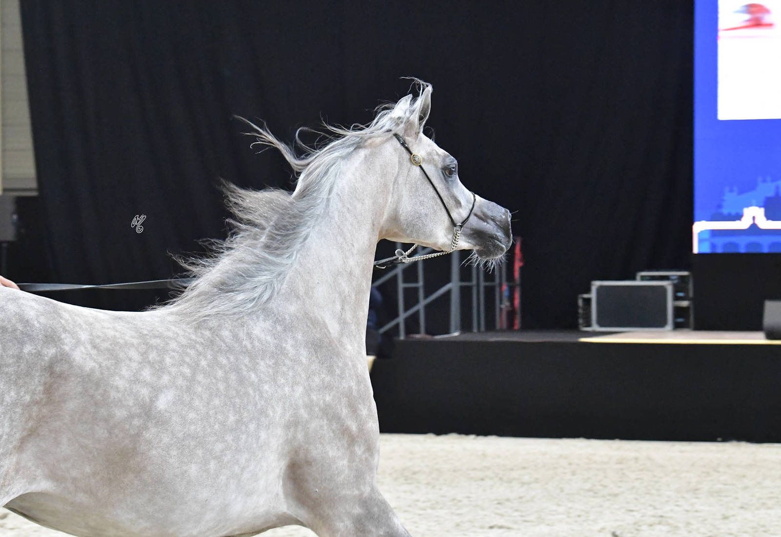 Junior Female: Despina AA