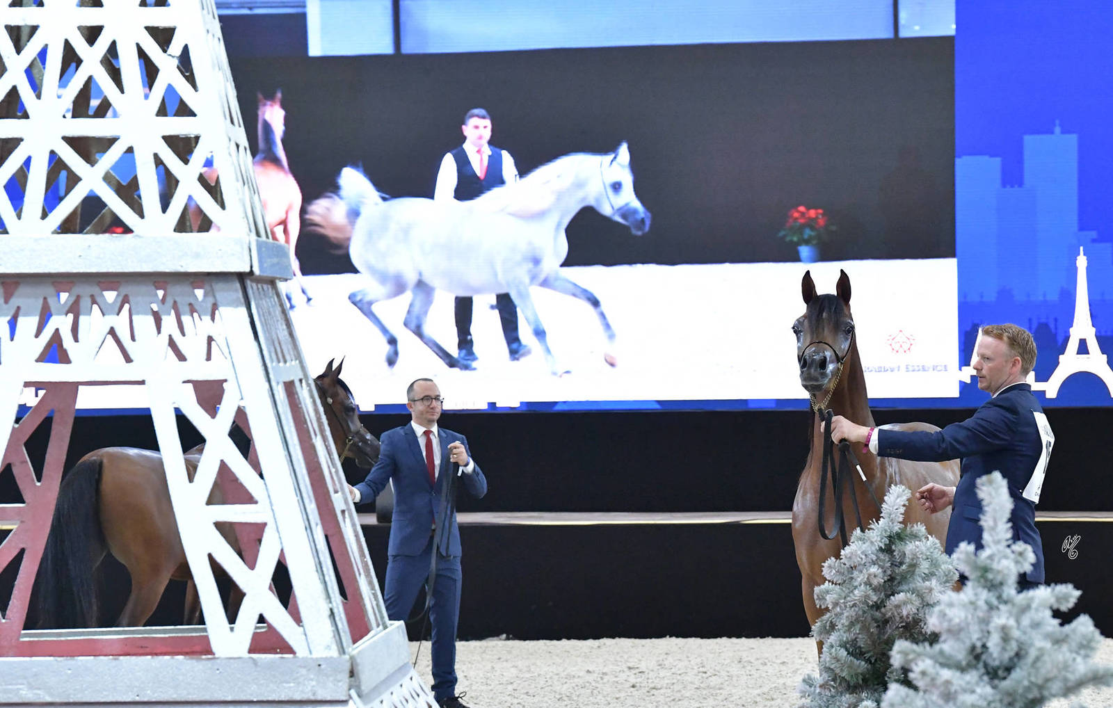 Yearling Female: Hekayat Al Jawad