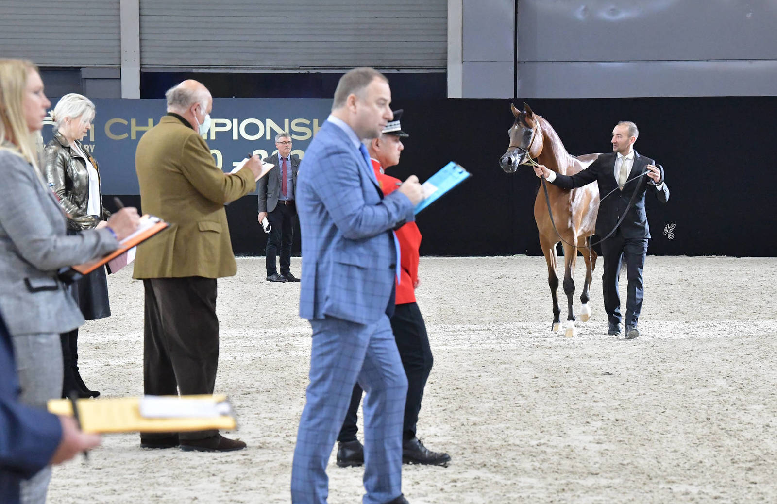 Yearling Female: Demasheq Alsayed