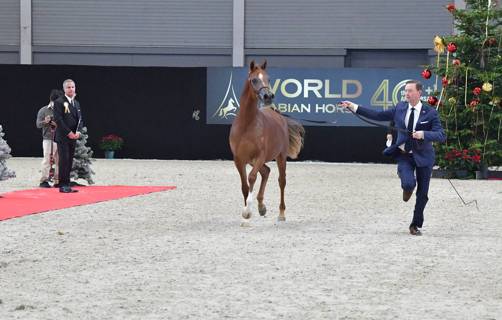 Yearling Female: RDS Aphrodite