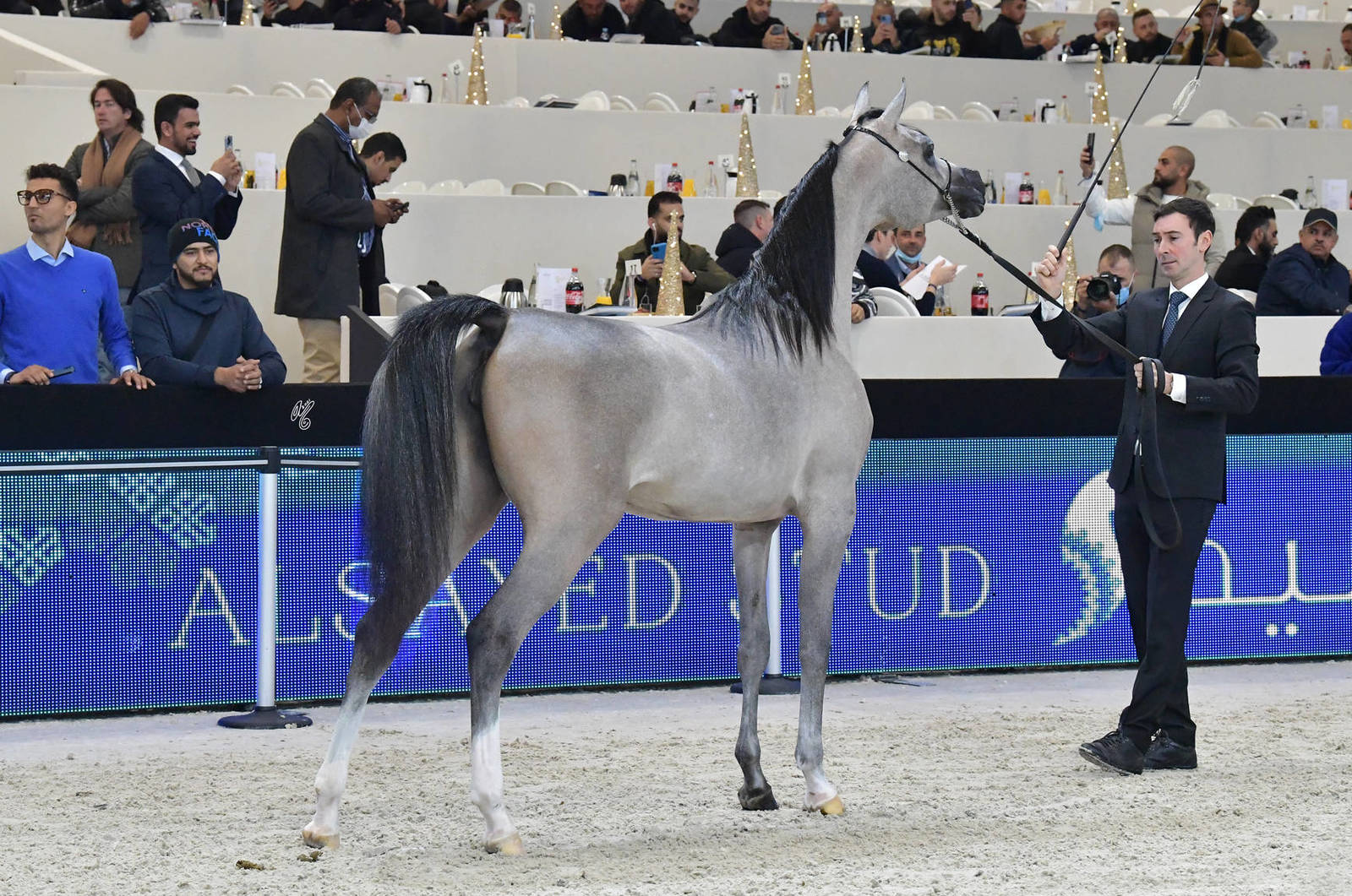 Yearling Female: Selena K.A.