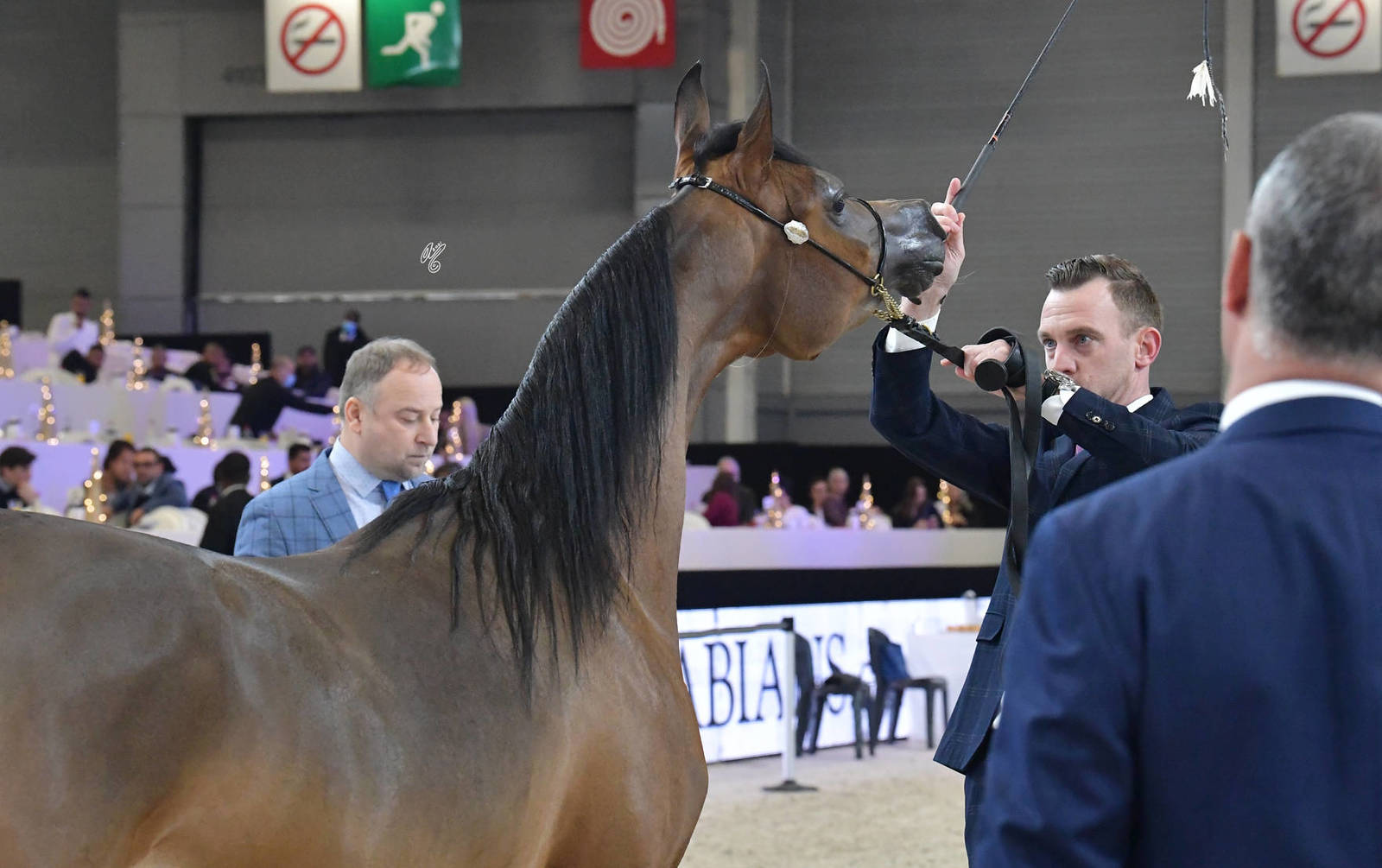 Yearling Female: Jalyla AT