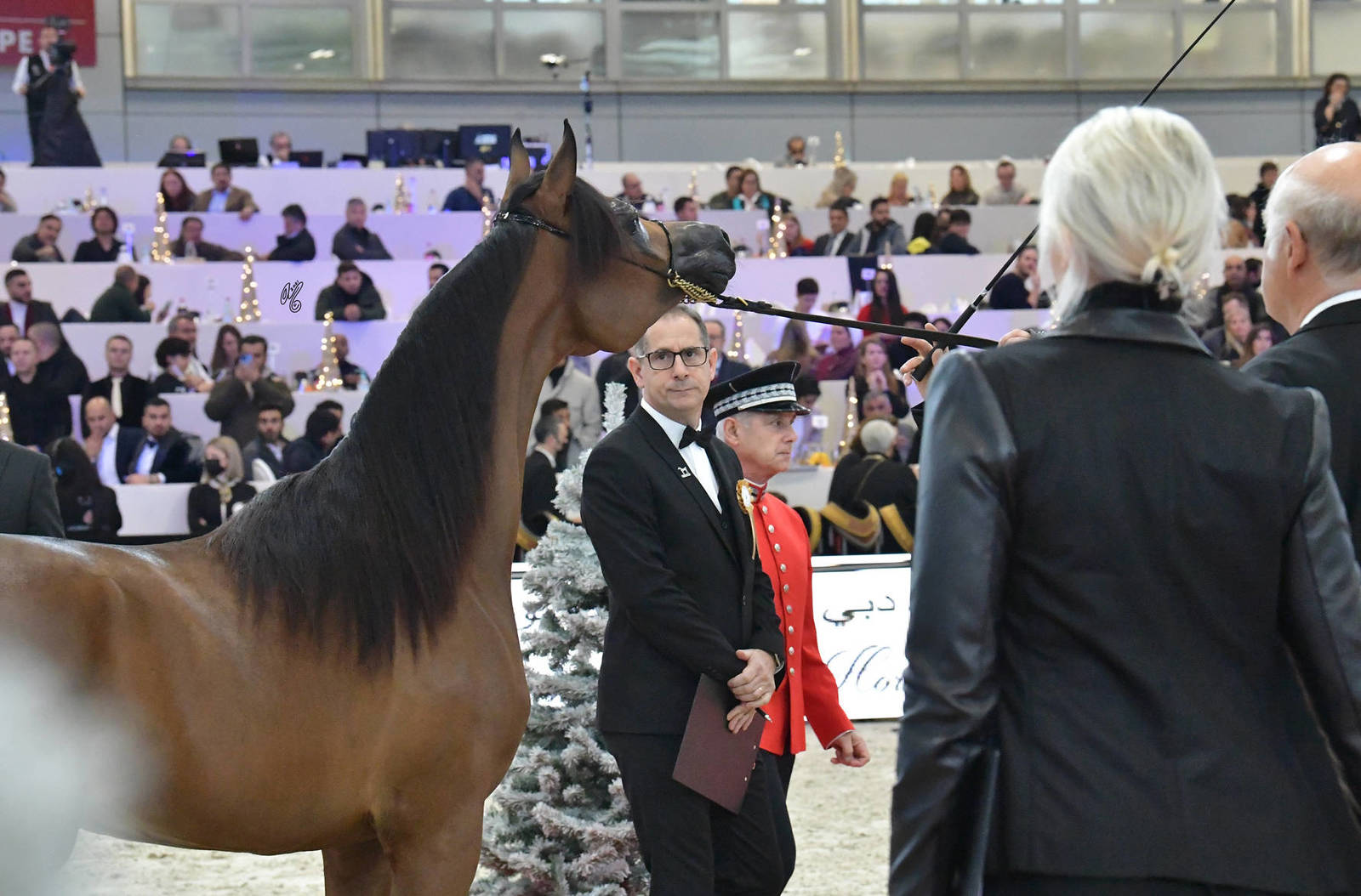 Yearling Female: Iralda Al Shiraa