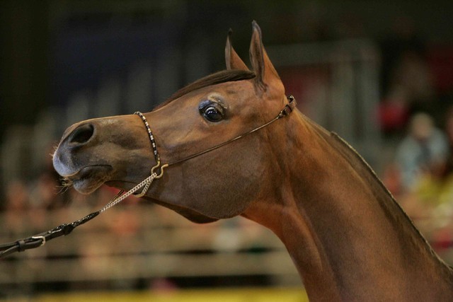 ¸Layan Al Khalediah  1  52.jpg