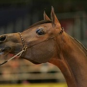 ¸Layan Al Khalediah  1  52.jpg