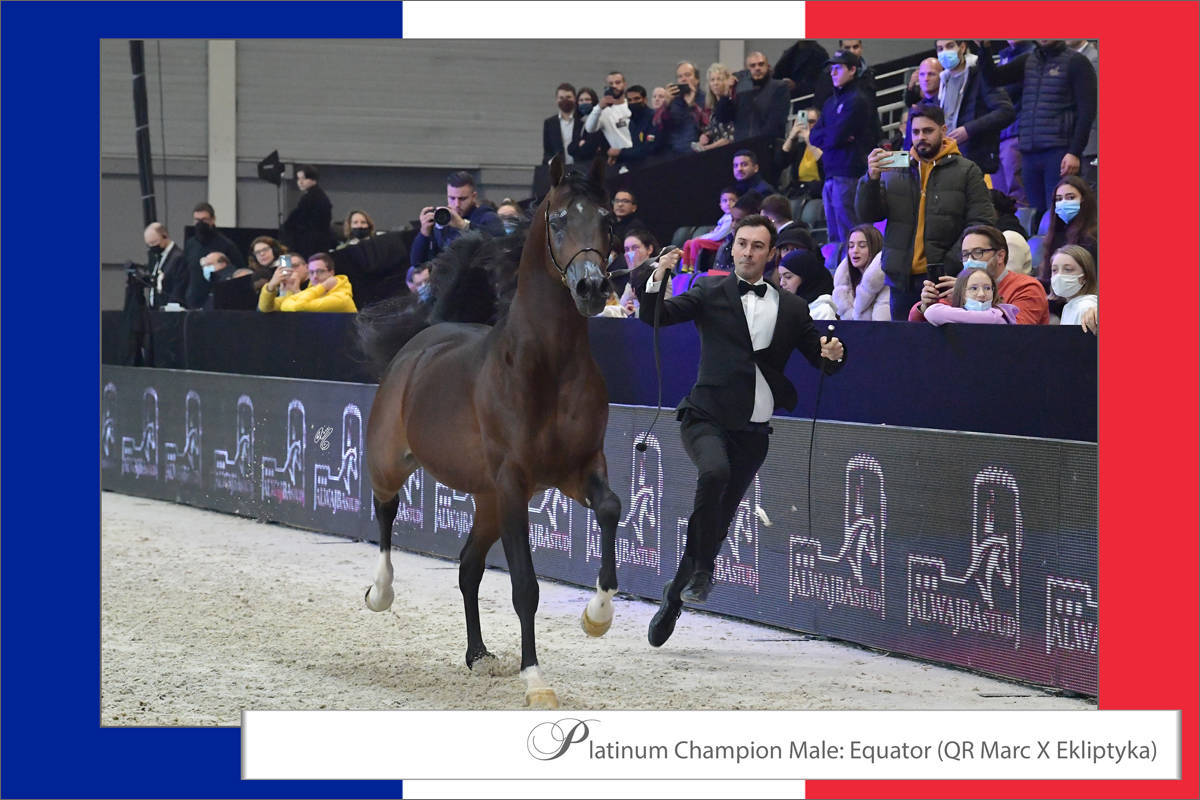 LISA ABRAHAM The 2021 Arabian Horse World Championship ~ Paris!  PHOTO GALLERY