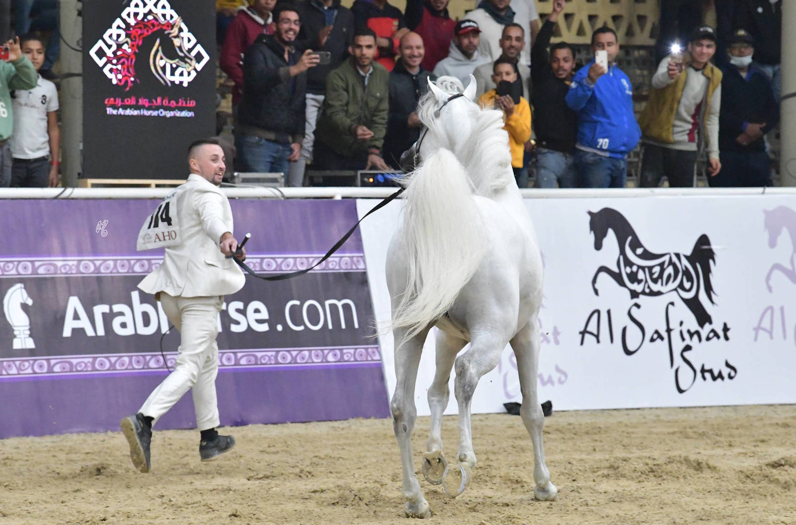 Senior Stallion Gold Champion: Bebars Al Farida (Imperial Baarez X Salma)