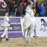 Senior Stallion Gold Champion: Bebars Al Farida (Imperial Baarez X Salma)