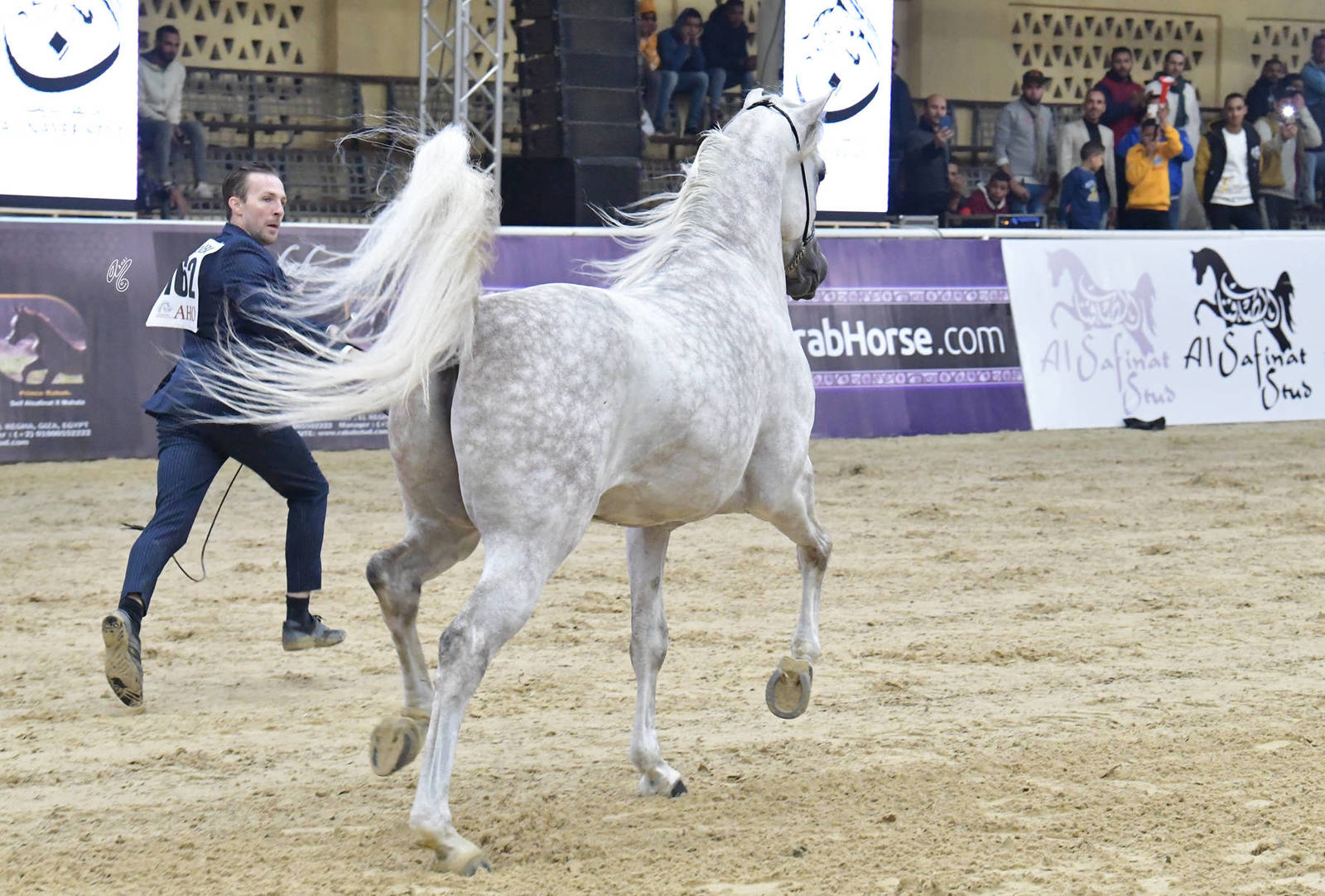 Senior Stallion Silver Champion: Evane Al Mai (Galahad Juliver X Hilala Al Wawan) 