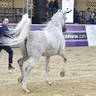 Senior Stallion Silver Champion: Evane Al Mai (Galahad Juliver X Hilala Al Wawan) 
