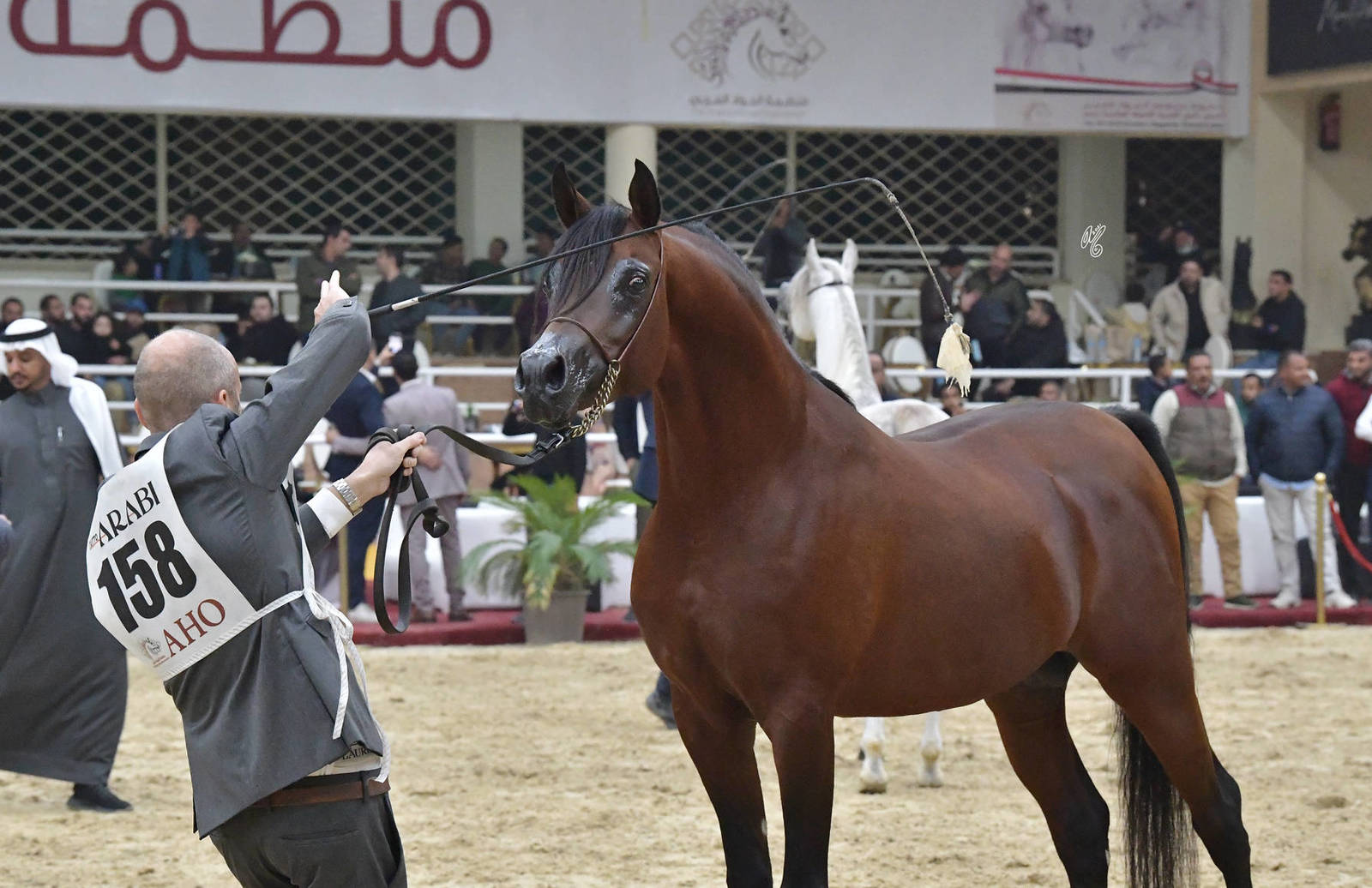 Senior Stallion Bronze Champion: Fakher Al Mamlaka (PCF Vision X Ghaliyat Azbah) 