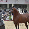Senior Stallion Bronze Champion: Fakher Al Mamlaka (PCF Vision X Ghaliyat Azbah) 