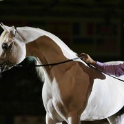 ¸Escape Ibn Navarrone D 1 19.jpg