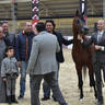 Senior Stallion Bronze Champion: Fakher Al Mamlaka (PCF Vision X Ghaliyat Azbah) 