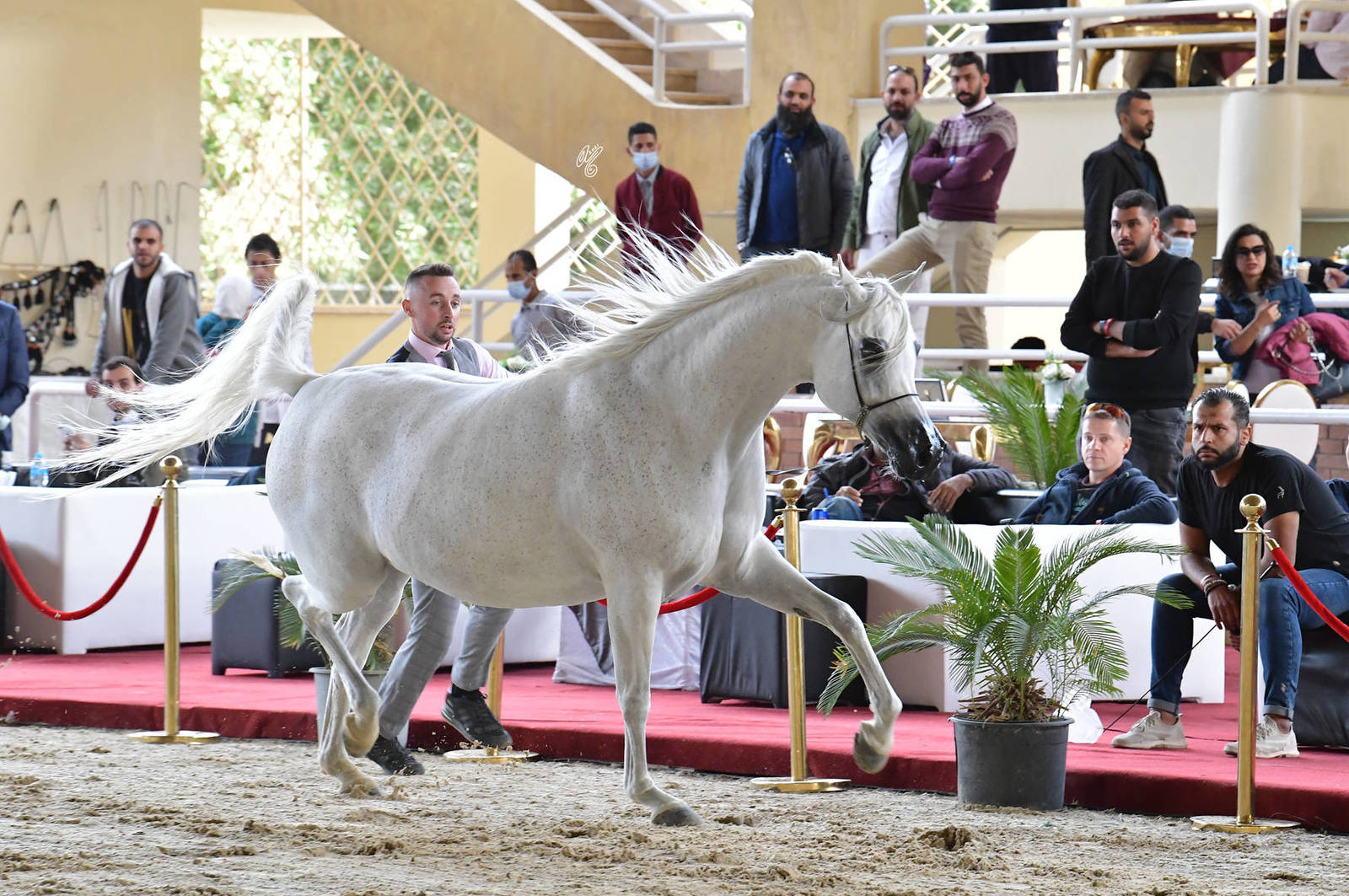 Senior Mare Silver Champion: Sayedah Al Farida (Said Hafid El Chamsin X Imperial Baalanah)