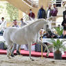 Senior Mare Silver Champion: Sayedah Al Farida (Said Hafid El Chamsin X Imperial Baalanah)