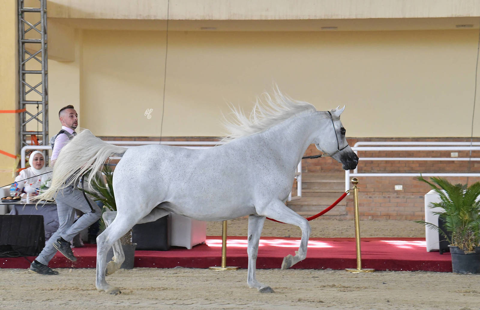 Senior Mare Silver Champion: Sayedah Al Farida (Said Hafid El Chamsin X Imperial Baalanah)