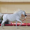 Senior Mare Silver Champion: Sayedah Al Farida (Said Hafid El Chamsin X Imperial Baalanah)