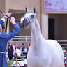 Senior Mare Bronze Champion: Layan Al Mamlaka (PCF Vision X Baleena EB)