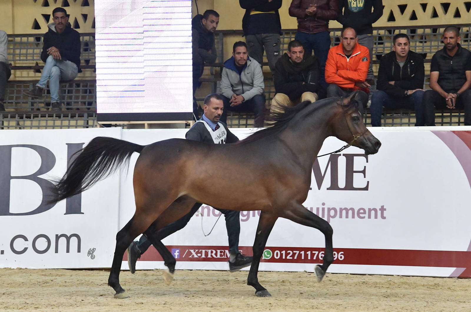 Junior Colt Gold Champion: Fayyad Oony (Al Pasha Oony X Riham Gawdat)