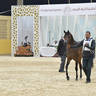 Junior Colt Gold Champion: Fayyad Oony (Al Pasha Oony X Riham Gawdat)