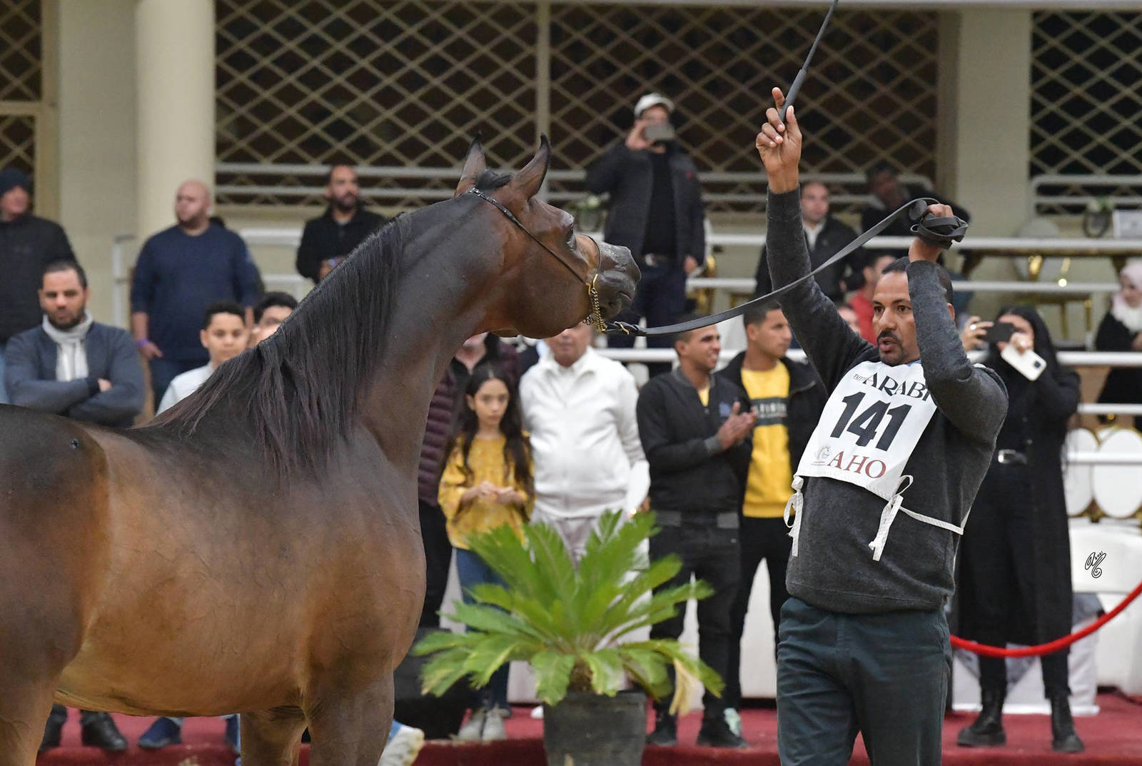 Junior Colt Gold Champion: Fayyad Oony (Al Pasha Oony X Riham Gawdat)