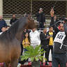 Junior Colt Gold Champion: Fayyad Oony (Al Pasha Oony X Riham Gawdat)